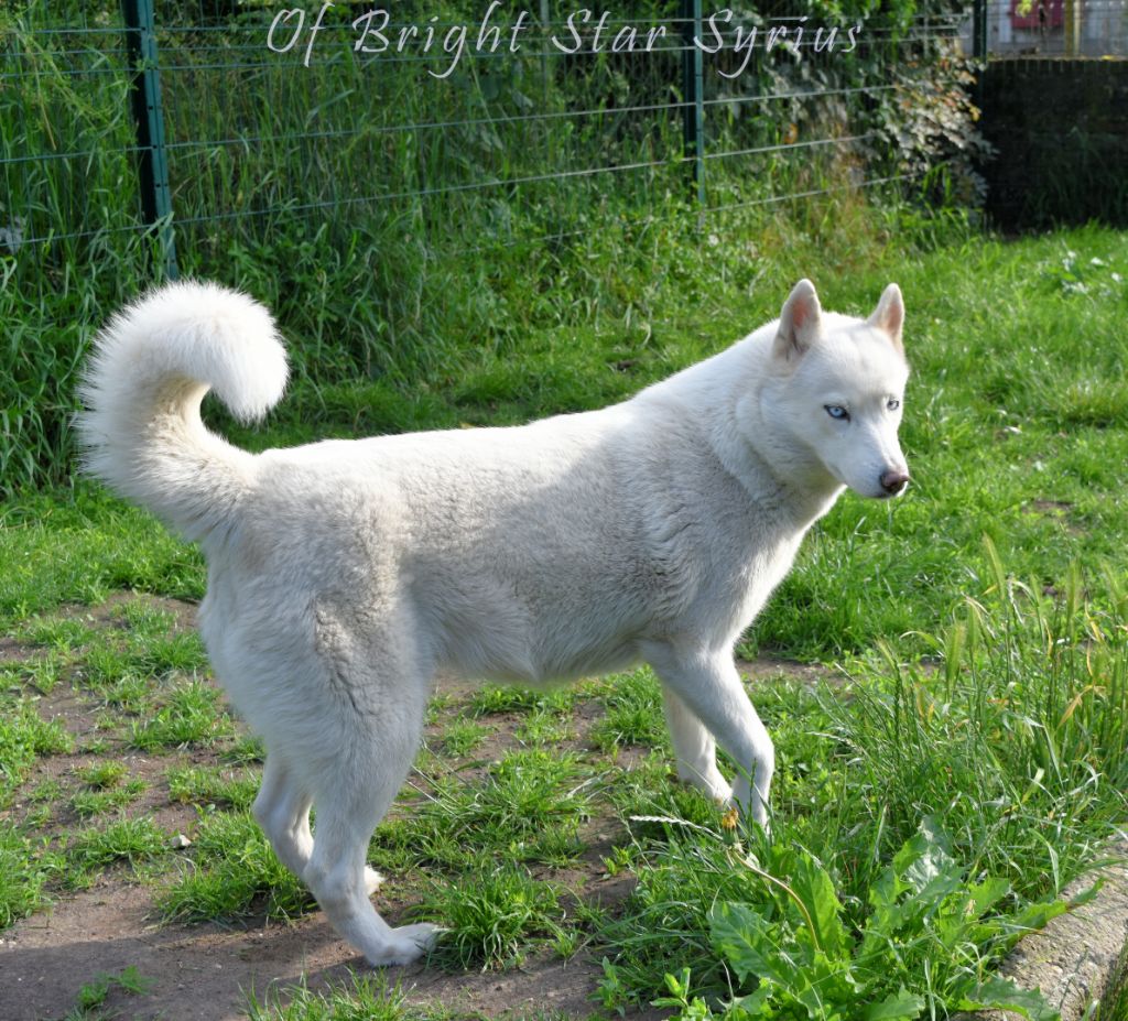 Princesse khaleesi la Tribu De Jayaka