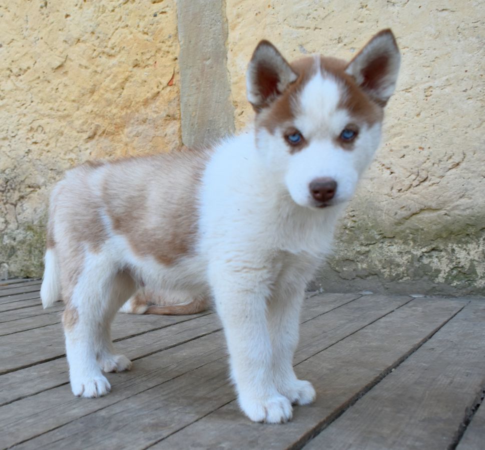 of Bright Star Syrius - Chiot disponible  - Siberian Husky