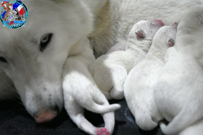 of Bright Star Syrius - Siberian Husky - Portée née le 08/09/2023