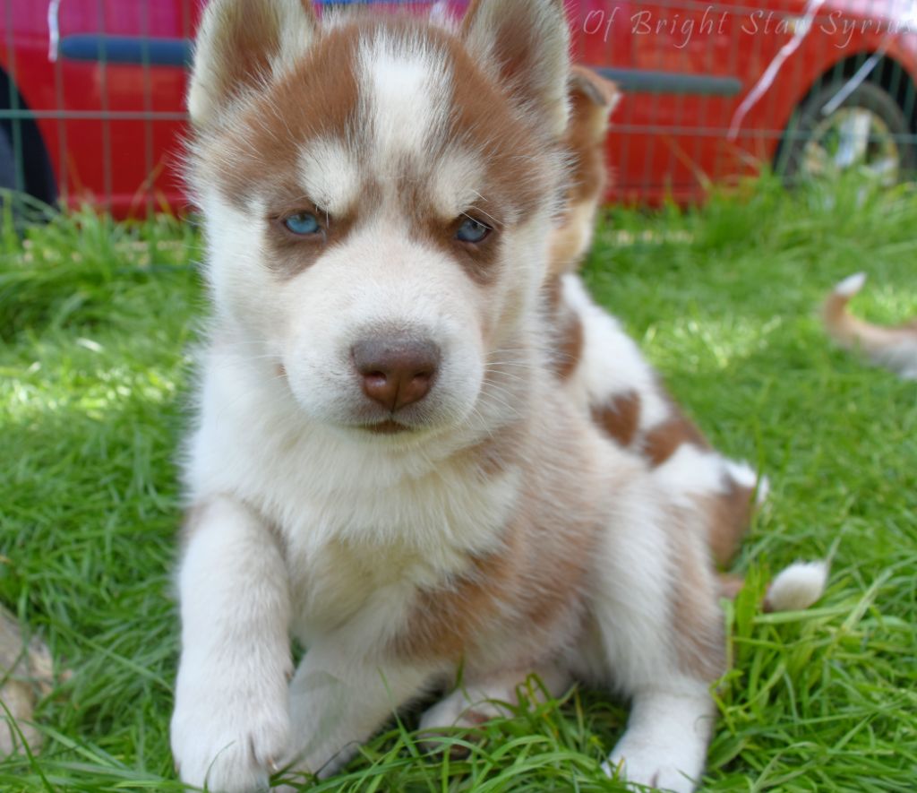 of Bright Star Syrius - Chiot disponible  - Siberian Husky