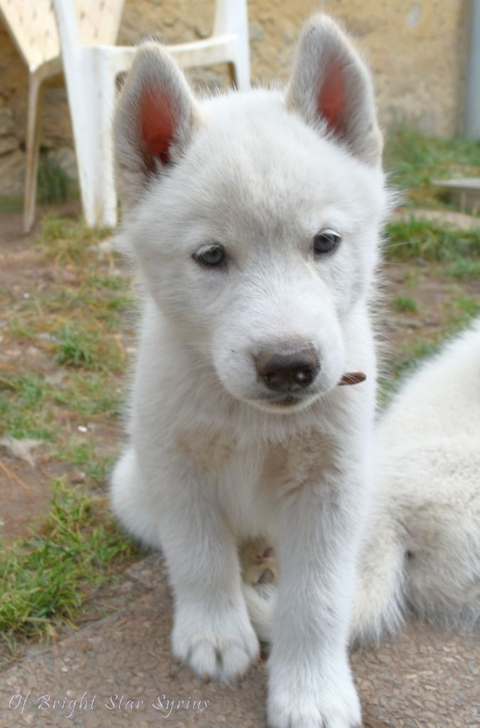 of Bright Star Syrius - Chiots disponibles - Siberian Husky