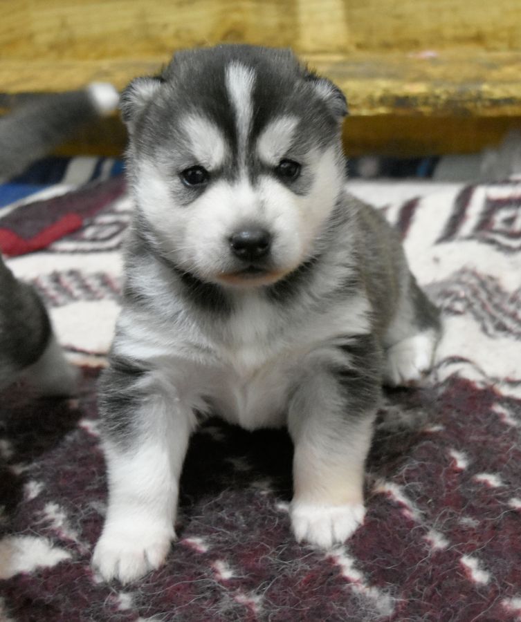 of Bright Star Syrius - Chiots disponibles - Siberian Husky