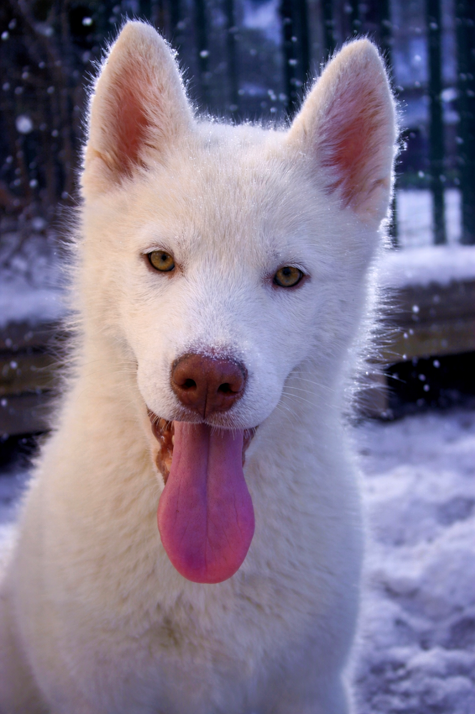 of Bright Star Syrius - Chiots disponibles - Siberian Husky