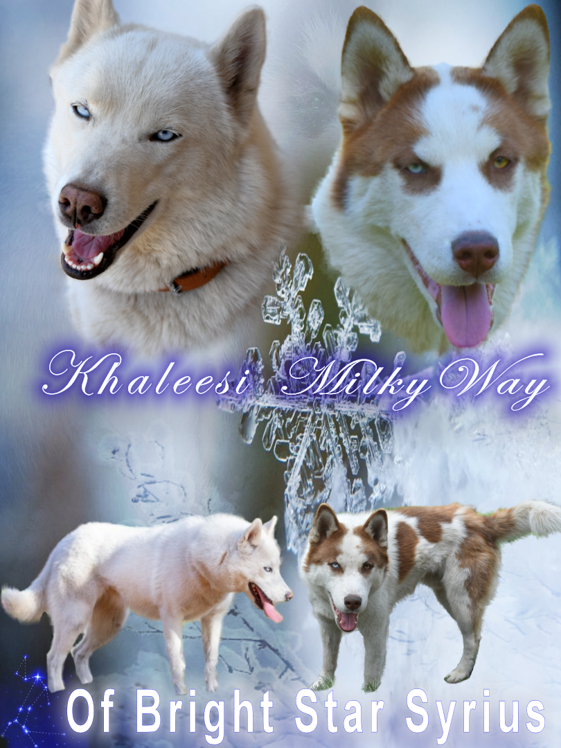 of Bright Star Syrius - Siberian Husky - Portée née le 23/01/2026