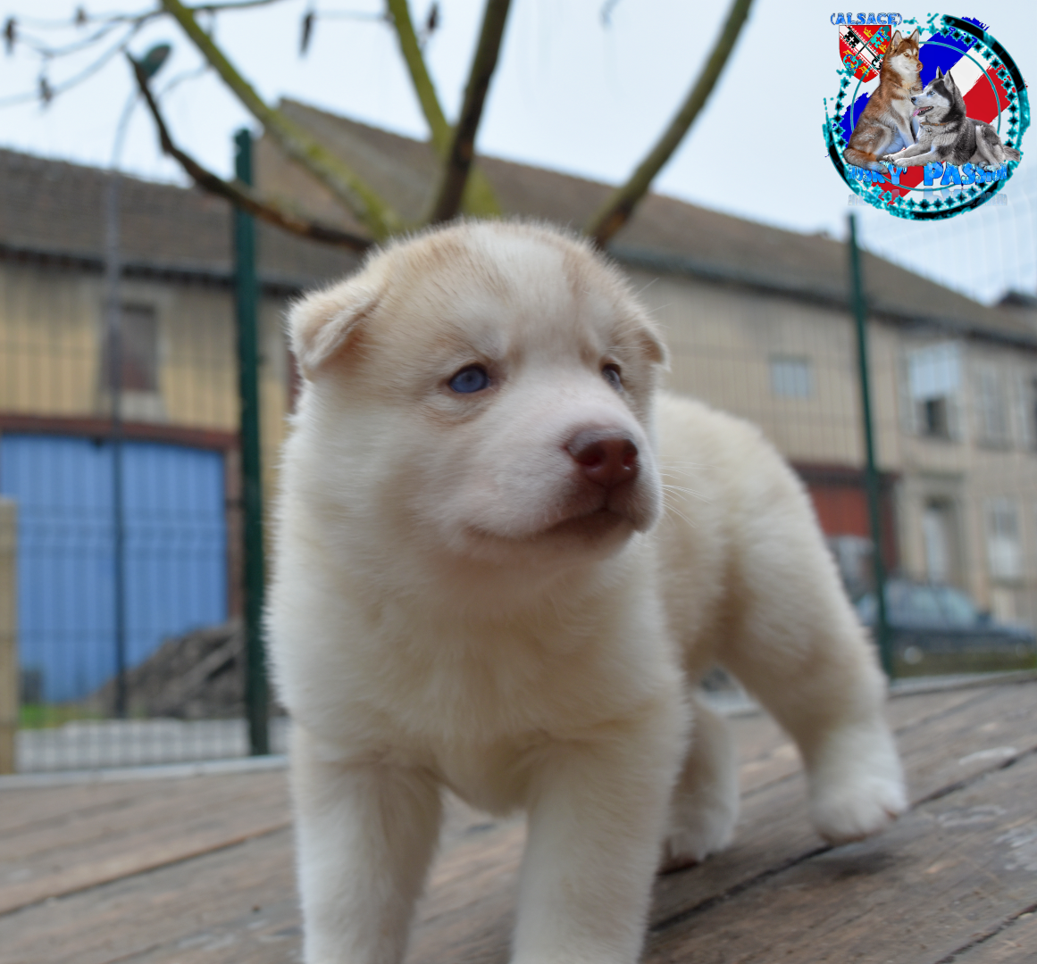 of Bright Star Syrius - Chiots disponibles - Siberian Husky
