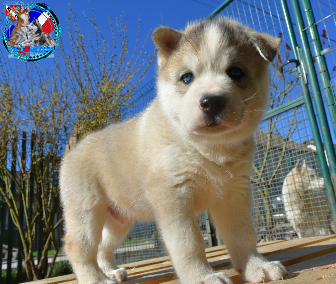 of Bright Star Syrius - Chiots disponibles - Siberian Husky