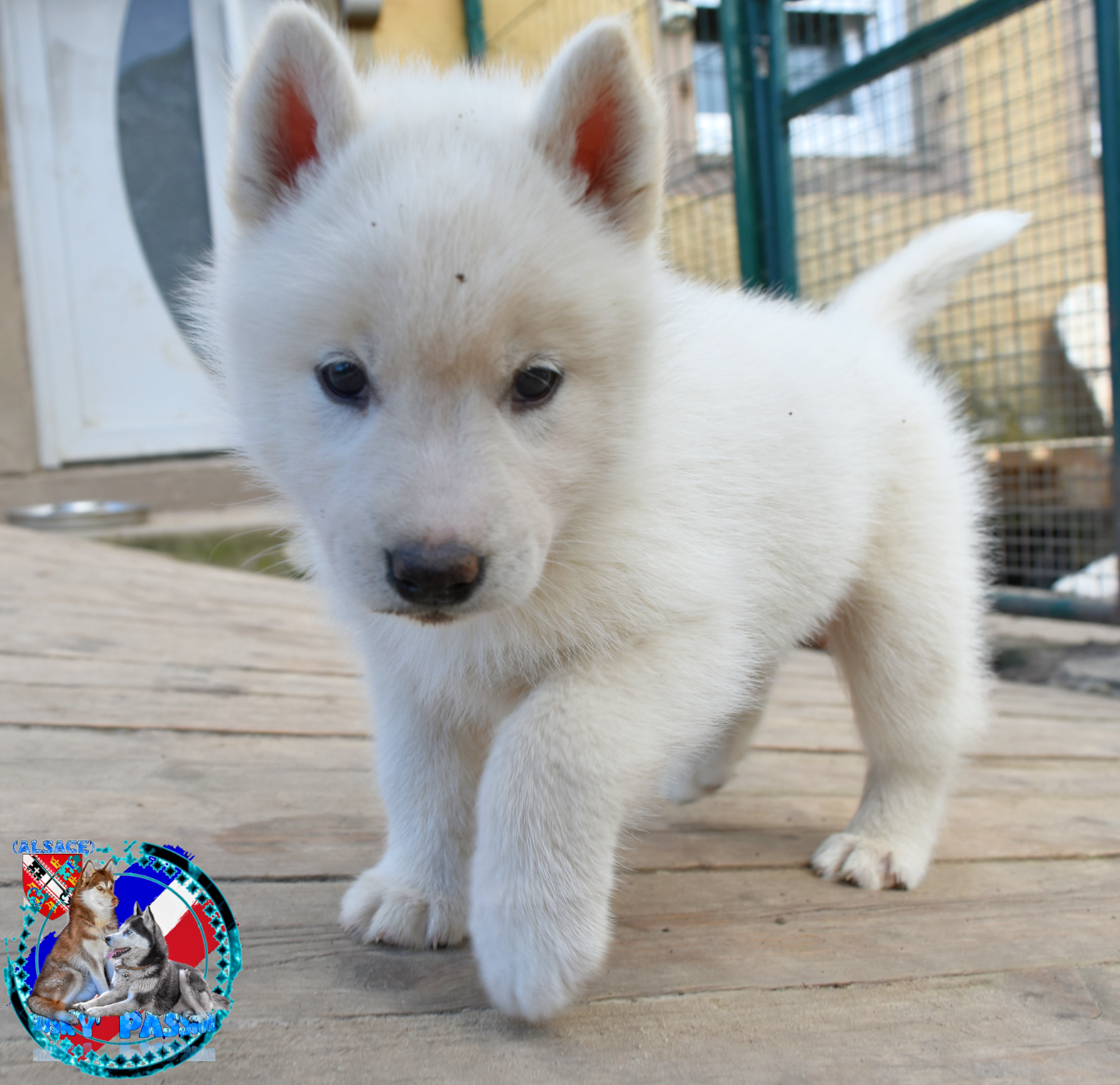of Bright Star Syrius - Chiots disponibles - Siberian Husky
