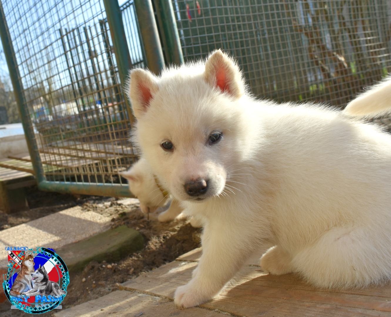 of Bright Star Syrius - Chiots disponibles - Siberian Husky