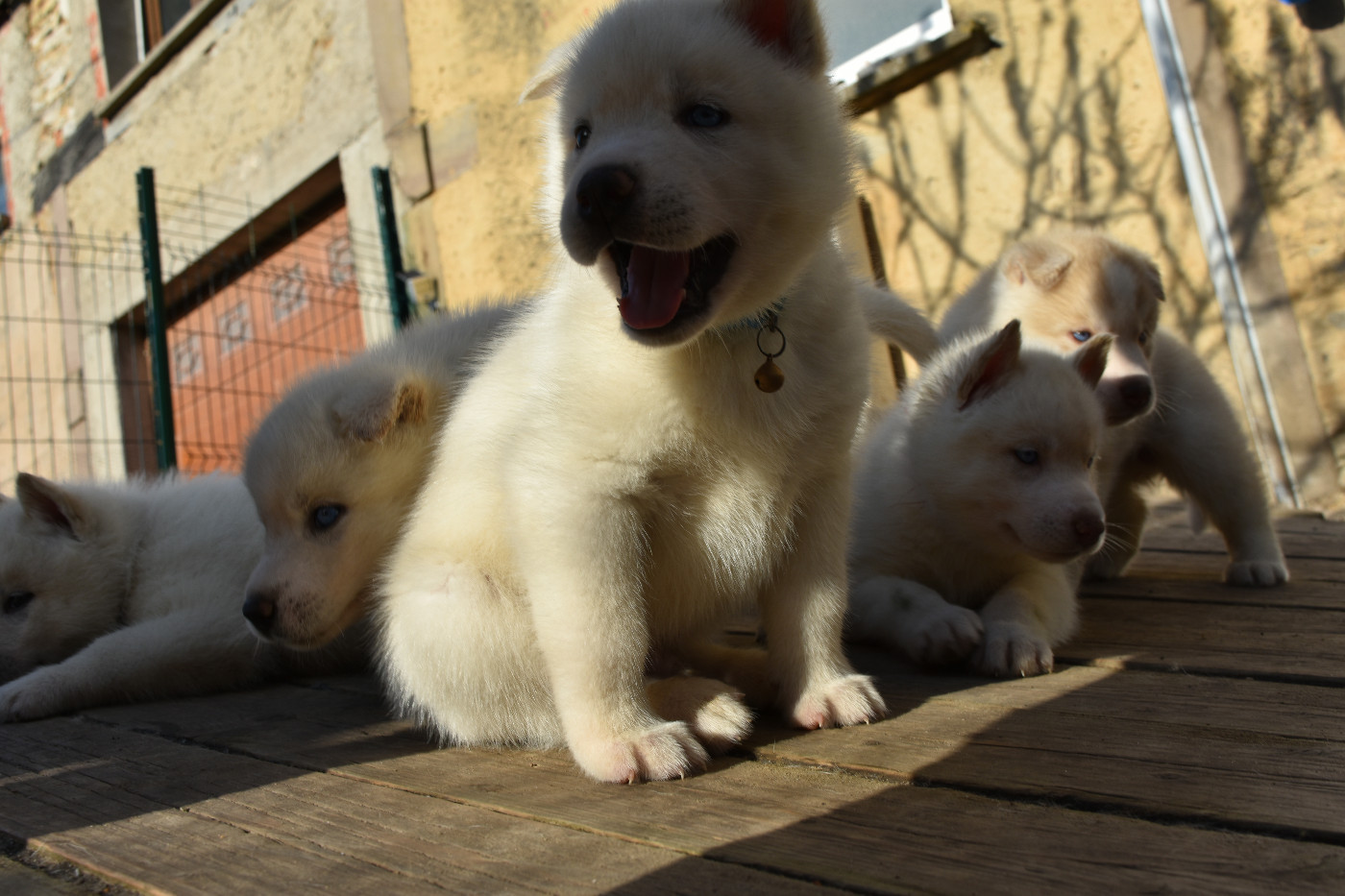 of Bright Star Syrius - Chiots disponibles - Siberian Husky
