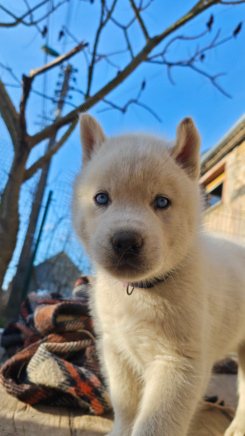 of Bright Star Syrius - Chiots disponibles - Siberian Husky