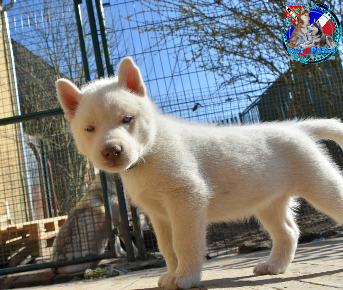 of Bright Star Syrius - Chiots disponibles - Siberian Husky