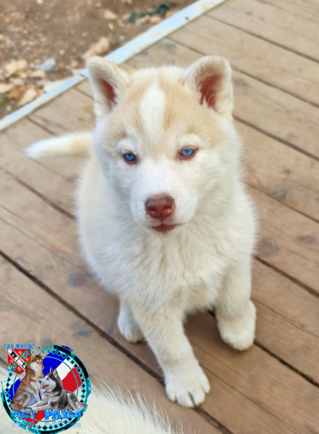 of Bright Star Syrius - Chiots disponibles - Siberian Husky