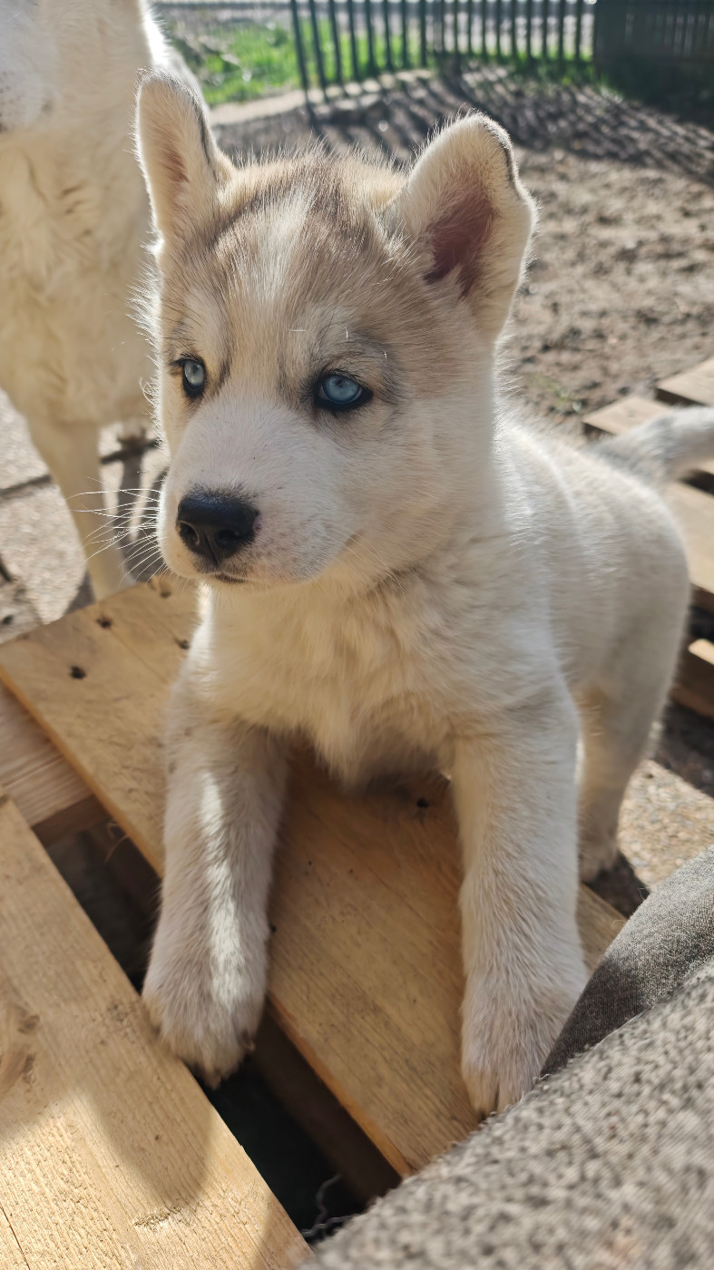 of Bright Star Syrius - Chiots disponibles - Siberian Husky
