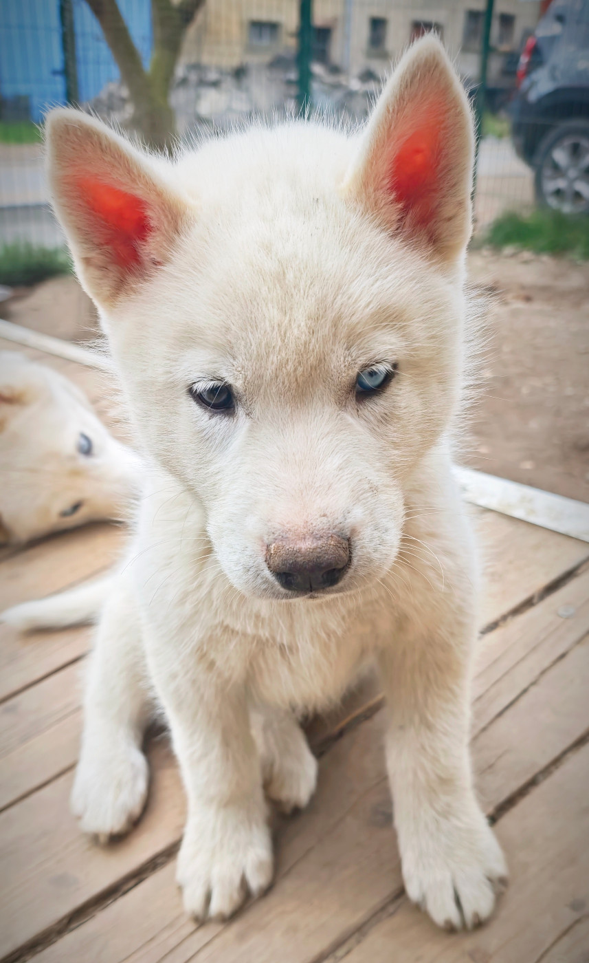 of Bright Star Syrius - Chiots disponibles - Siberian Husky
