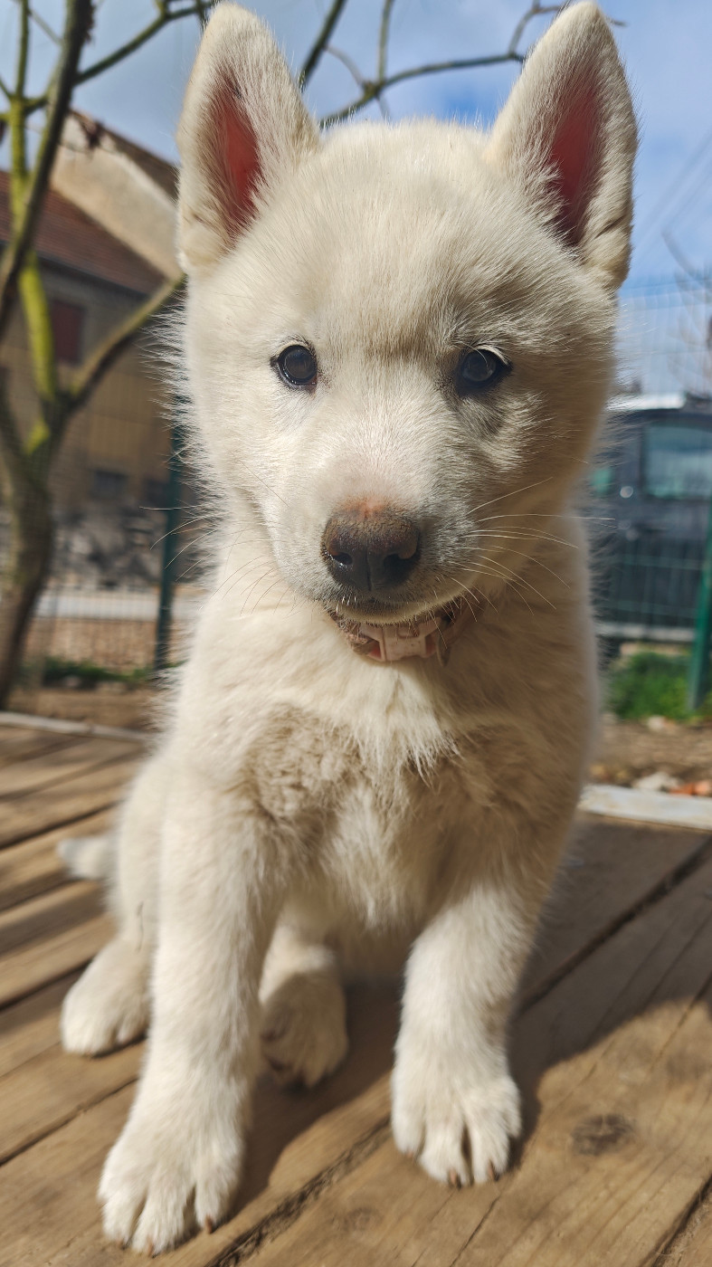 of Bright Star Syrius - Chiots disponibles - Siberian Husky