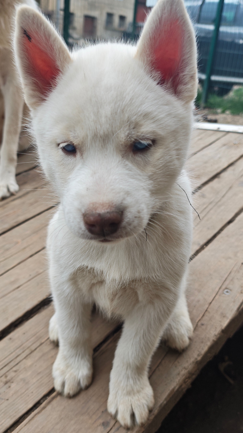 of Bright Star Syrius - Chiots disponibles - Siberian Husky