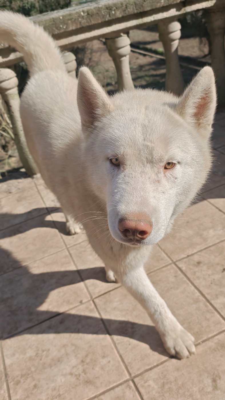 of Bright Star Syrius - Chiots disponibles - Siberian Husky
