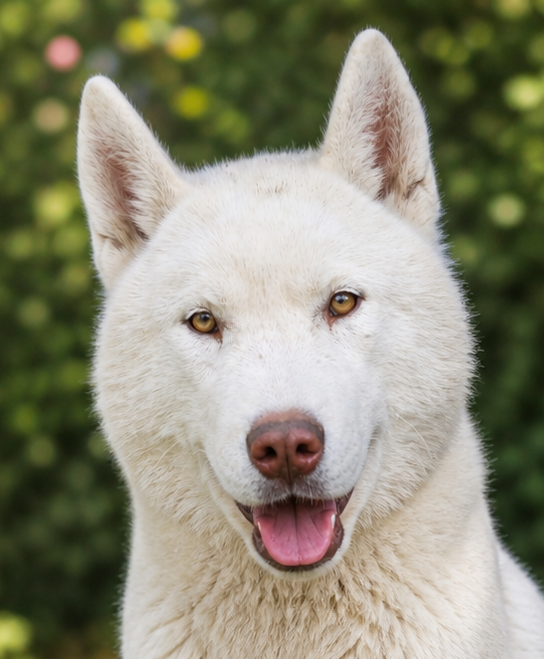 of Bright Star Syrius - Chiots disponibles - Siberian Husky
