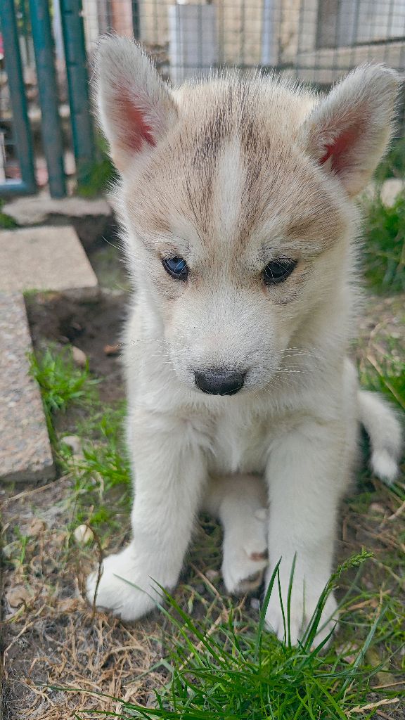 of Bright Star Syrius - Chiots disponibles - Siberian Husky