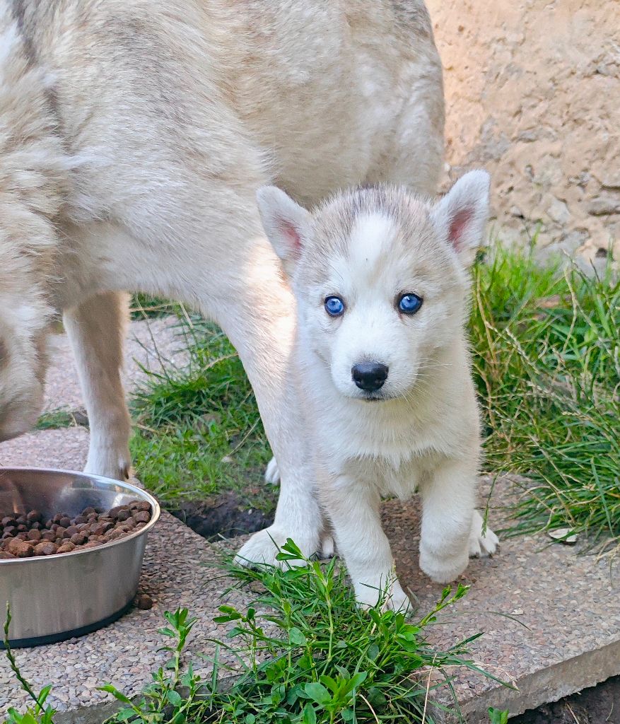 of Bright Star Syrius - Chiots disponibles - Siberian Husky