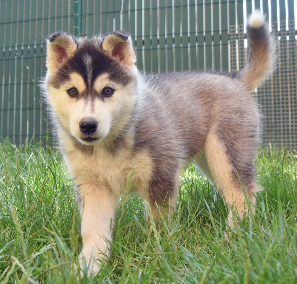 of Bright Star Syrius - Chiots disponibles - Siberian Husky