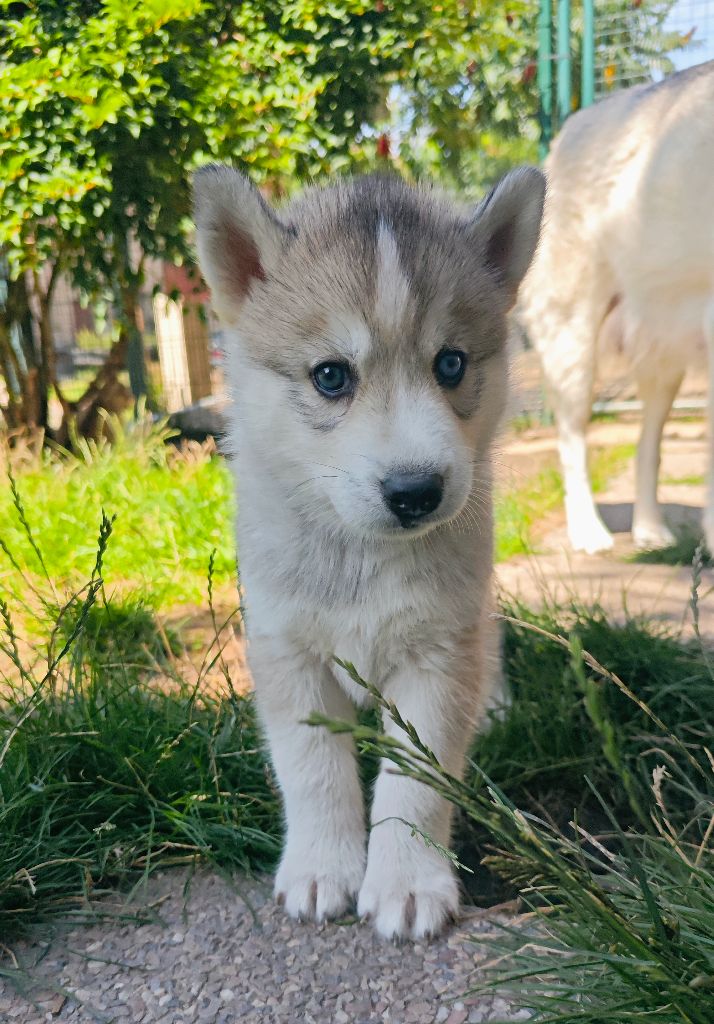 of Bright Star Syrius - Chiots disponibles - Siberian Husky