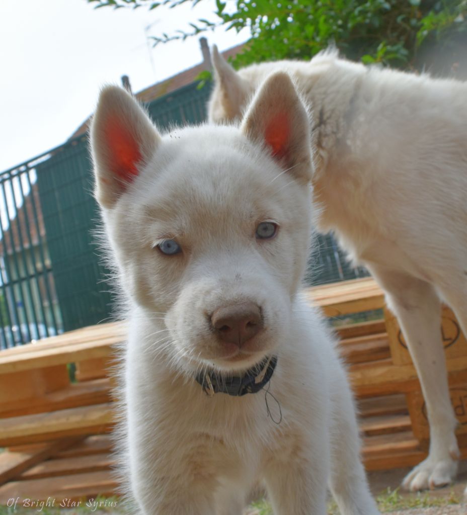of Bright Star Syrius - Chiots disponibles - Siberian Husky