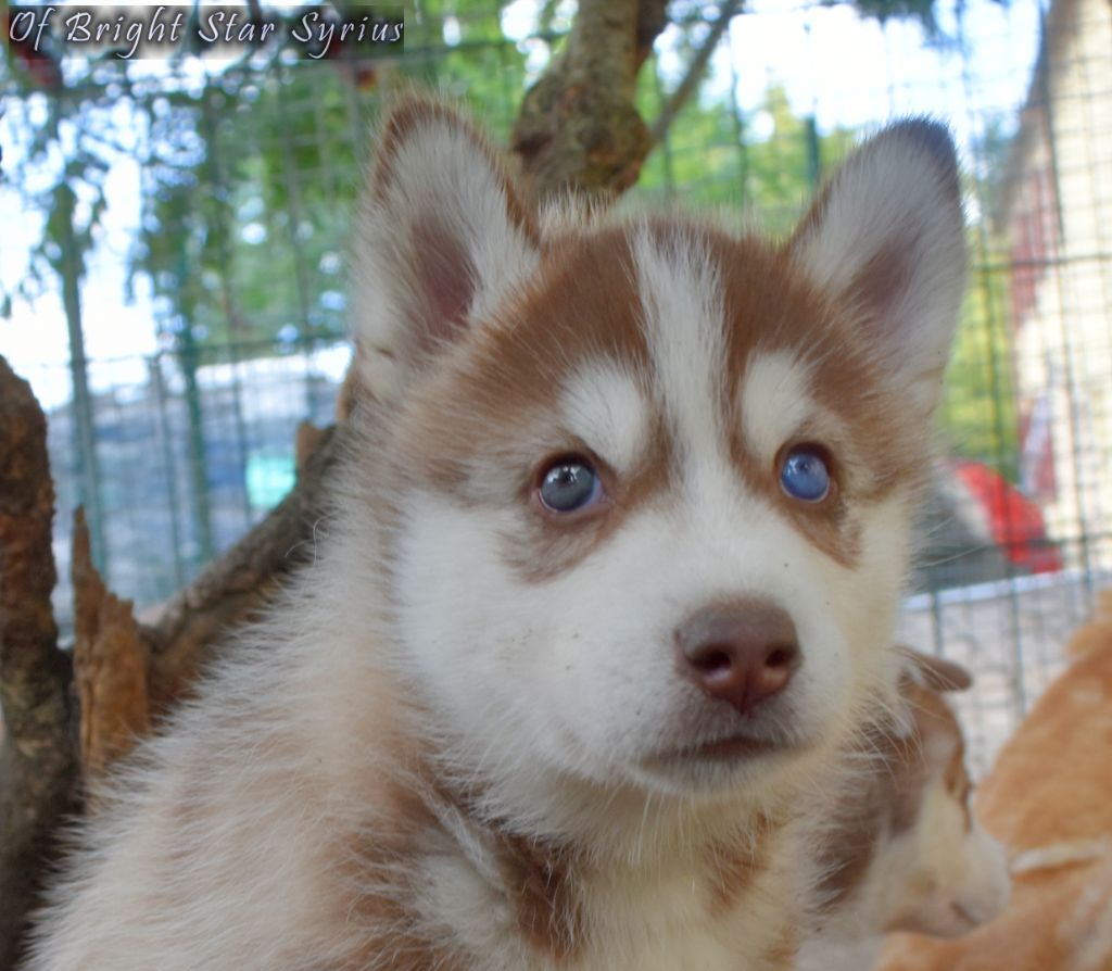 of Bright Star Syrius - Chiots disponibles - Siberian Husky