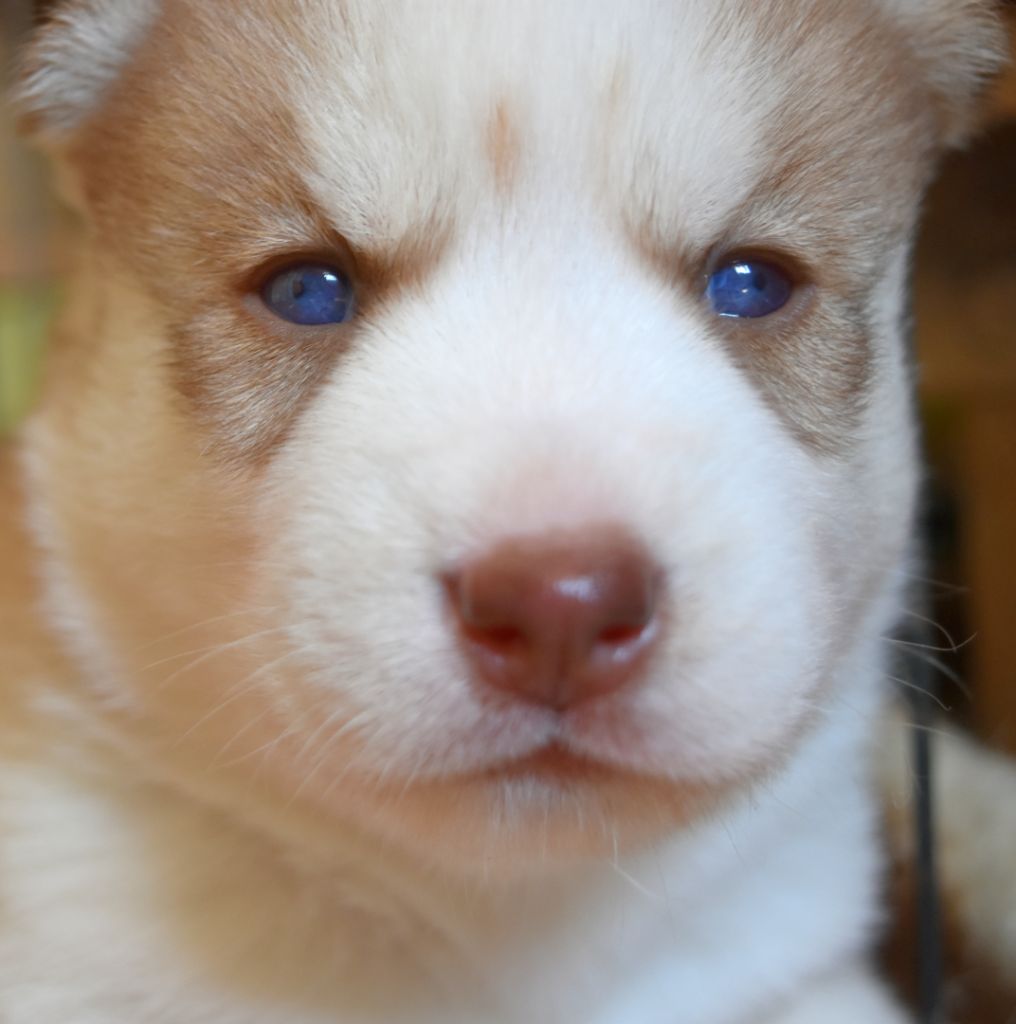 CHIOT