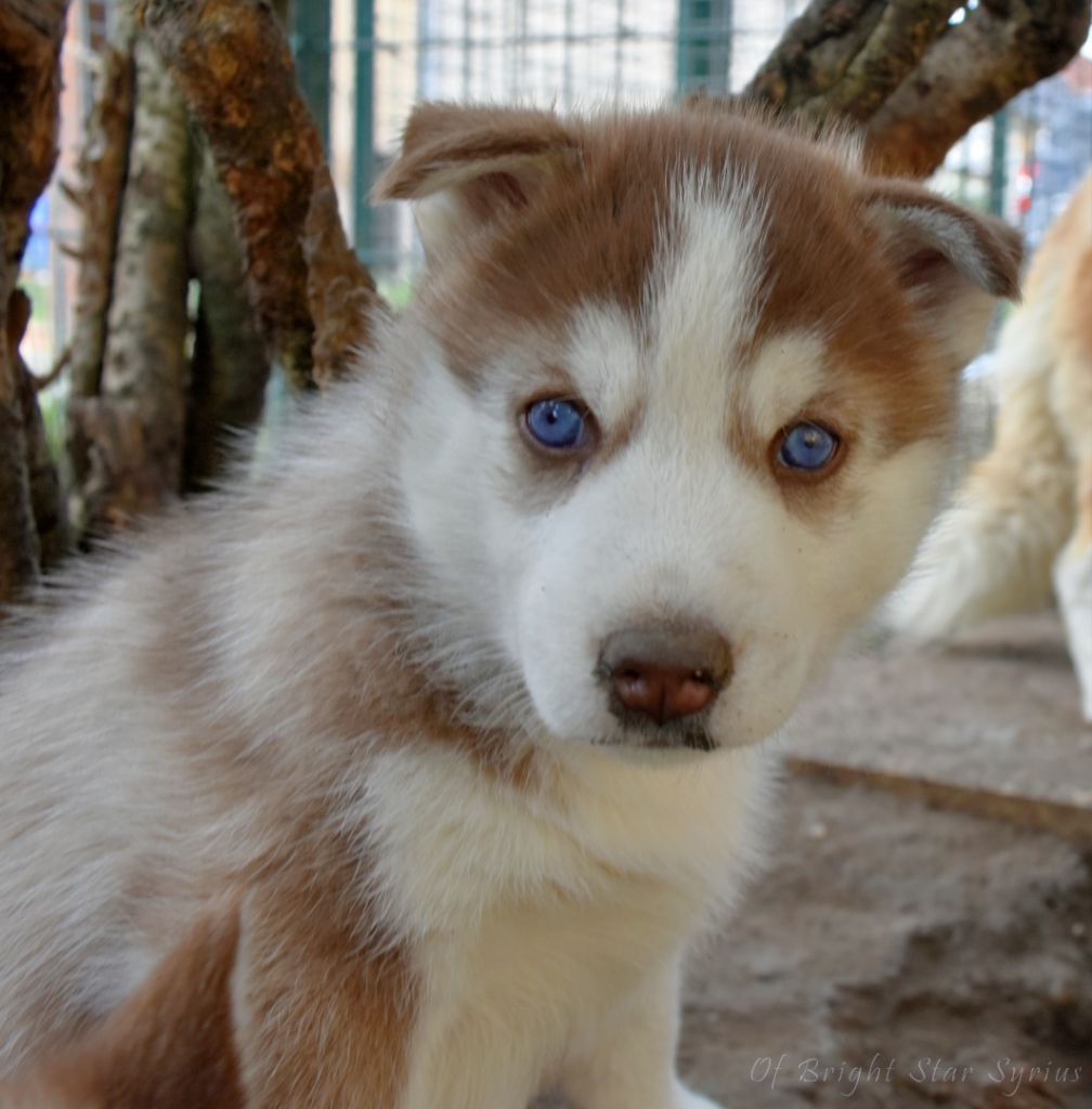 of Bright Star Syrius - Chiots disponibles - Siberian Husky