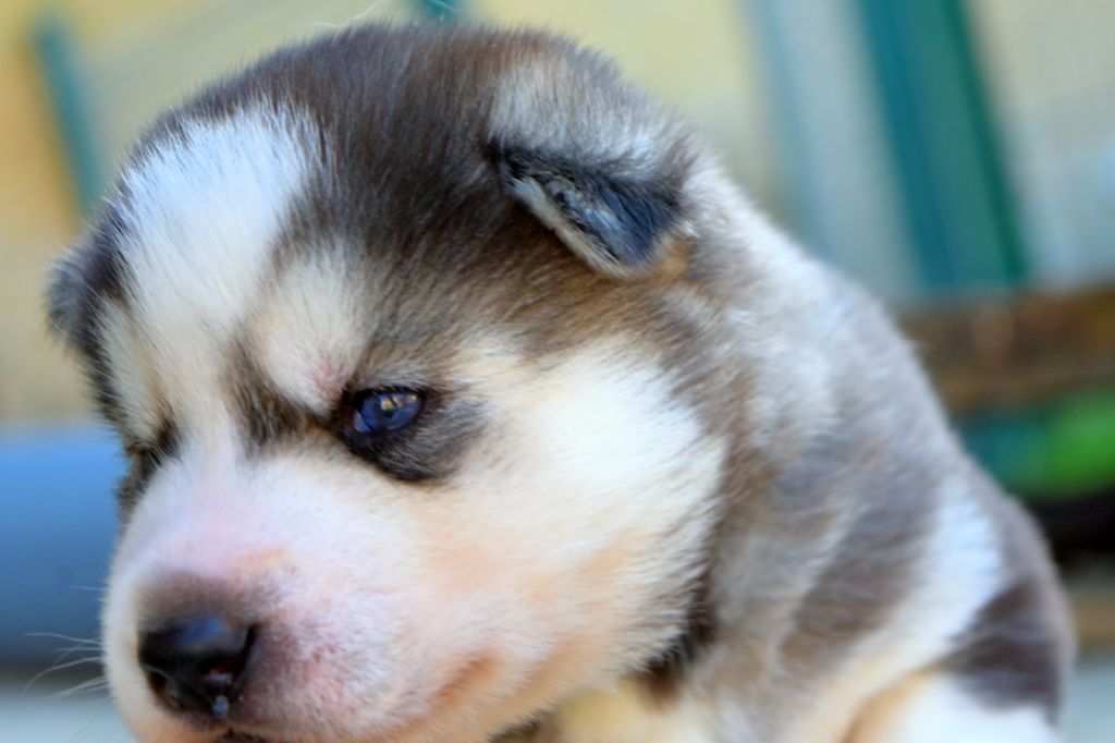 of Bright Star Syrius - Chiots disponibles - Siberian Husky