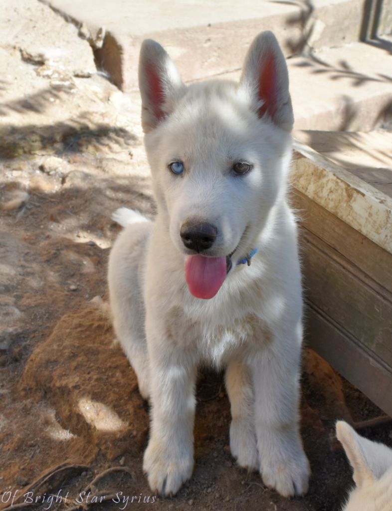 of Bright Star Syrius - Chiots disponibles - Siberian Husky