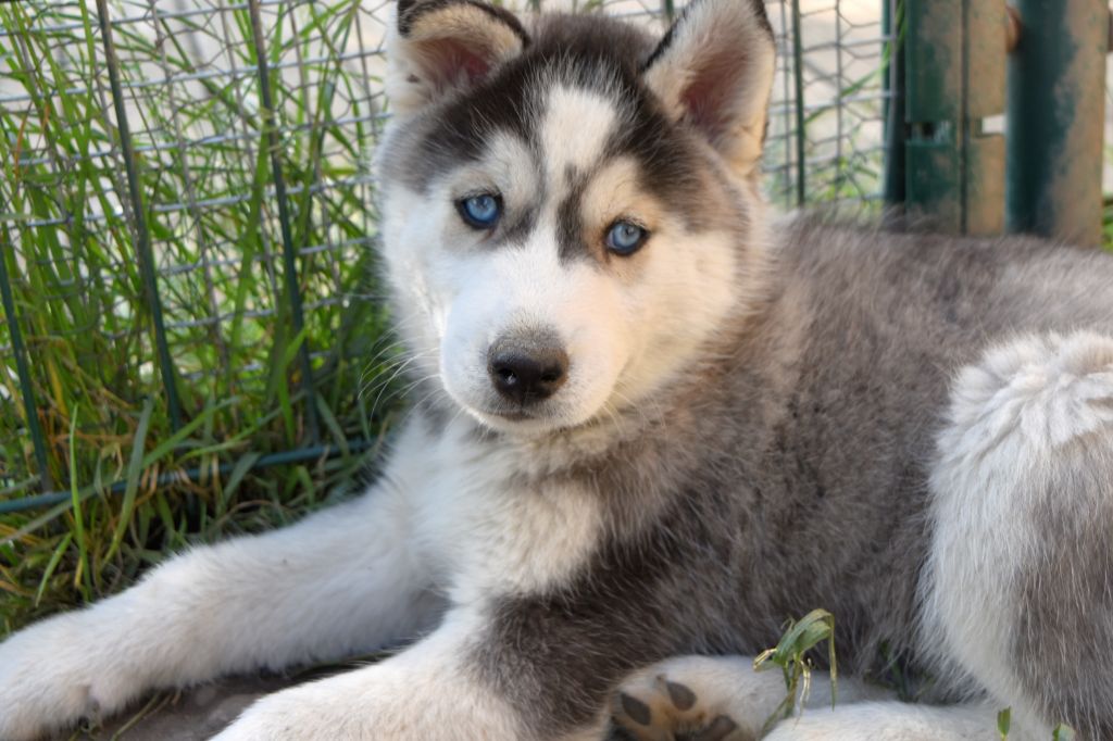 of Bright Star Syrius - Chiots disponibles - Siberian Husky