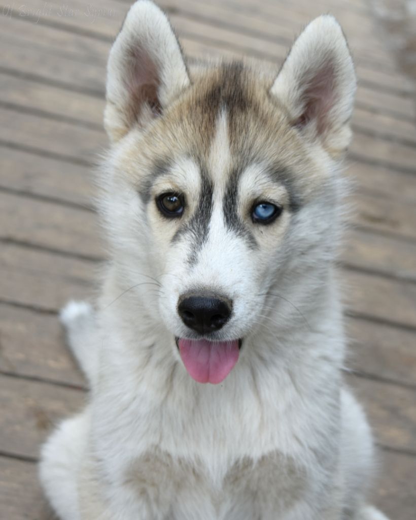 of Bright Star Syrius - Chiots disponibles - Siberian Husky