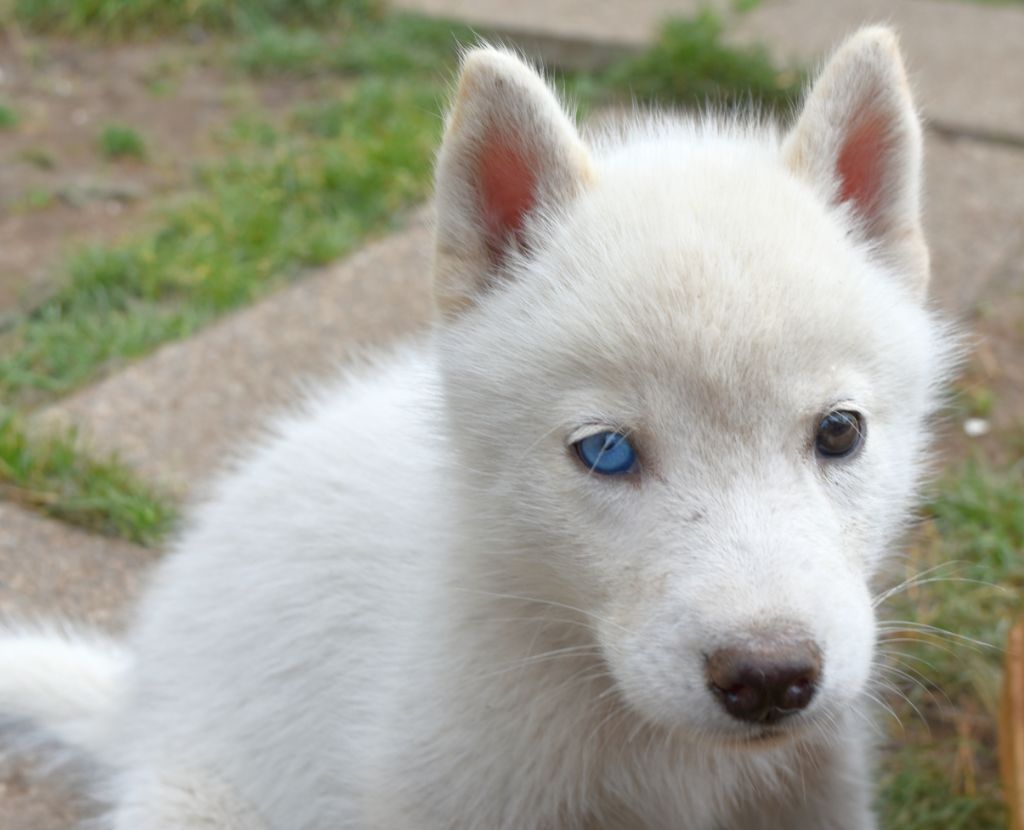 of Bright Star Syrius - Chiots disponibles - Siberian Husky