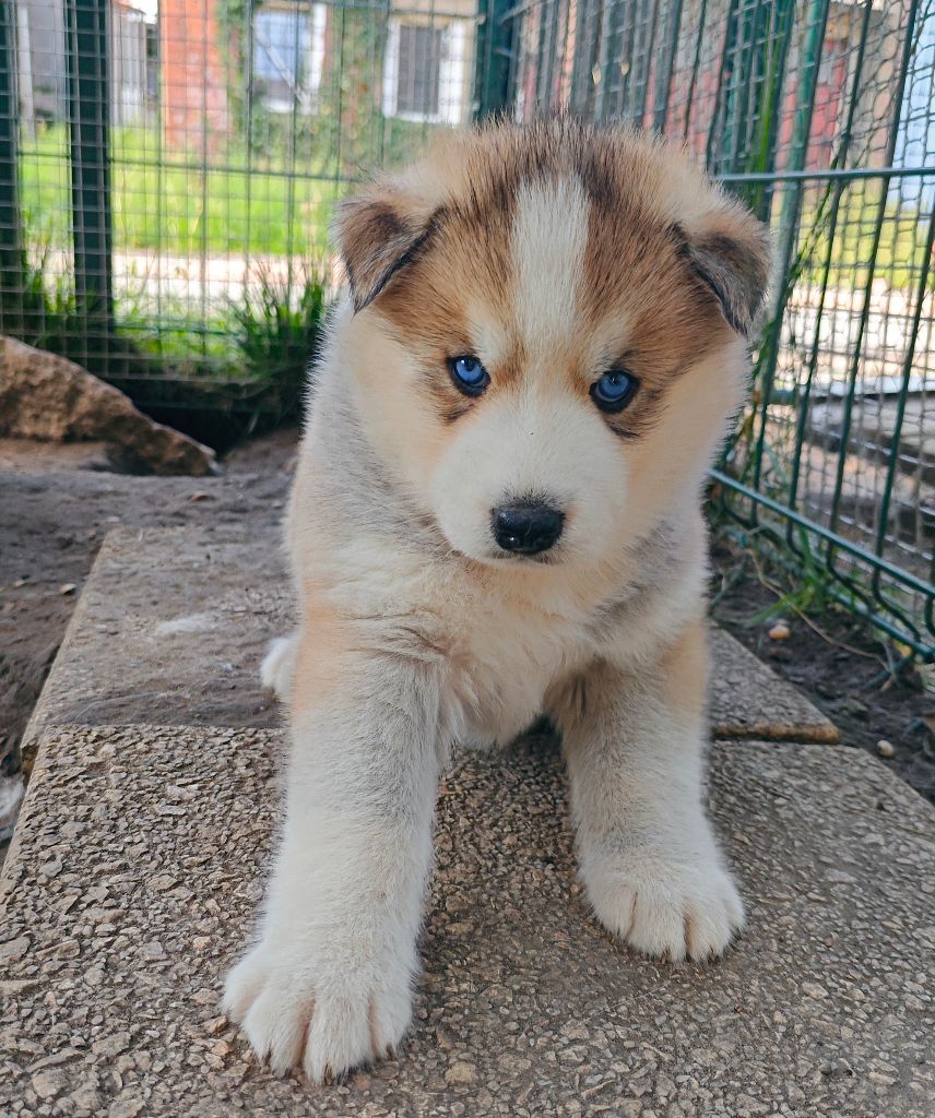 of Bright Star Syrius - Chiots disponibles - Siberian Husky