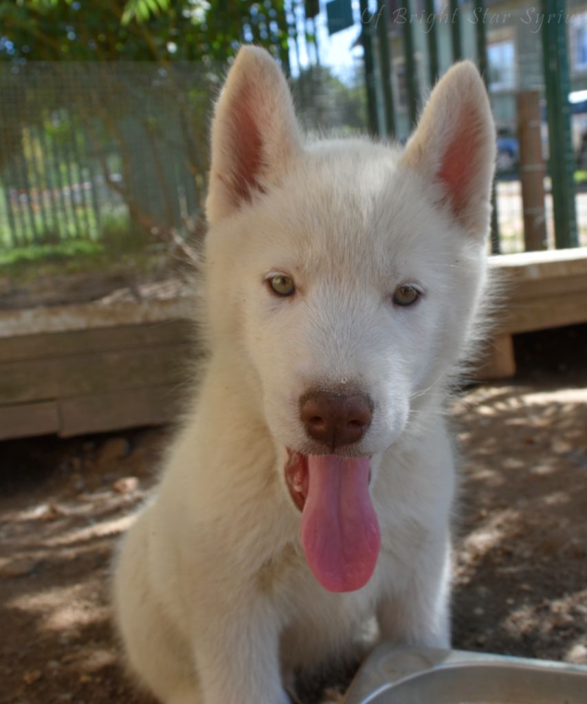 of Bright Star Syrius - Chiots disponibles - Siberian Husky