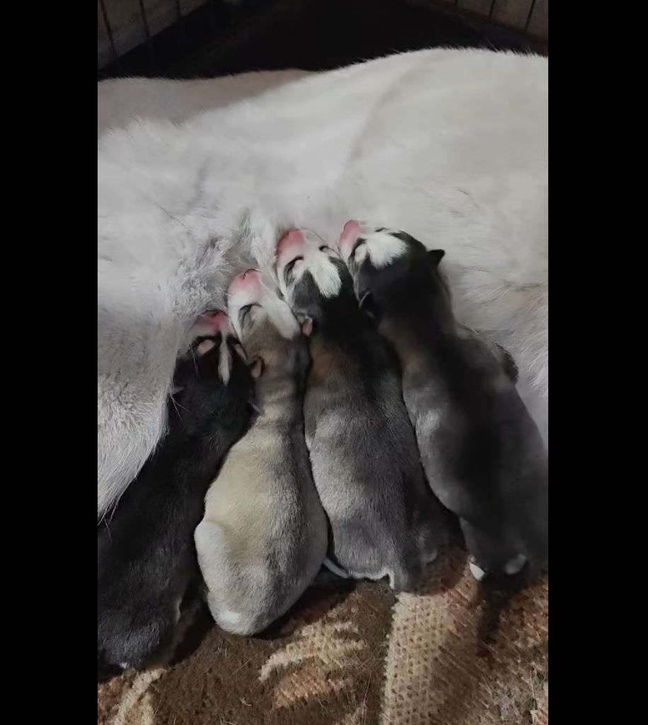 Chiot Siberian Husky of Bright Star Syrius