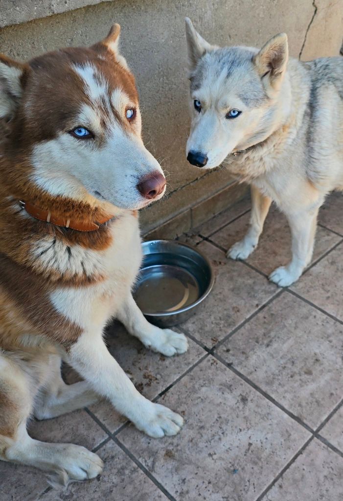 of Bright Star Syrius - Siberian Husky - Portée née le 22/06/2025